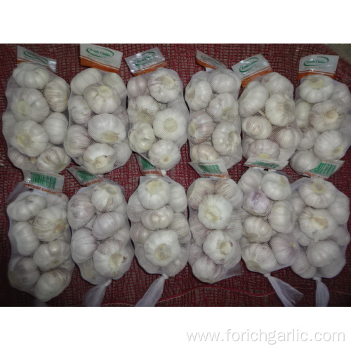 Buy Normal White Garlic